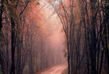 [图]穆西亚拉绝杀 拜仁2-1科隆逆转多特蒙德夺冠.